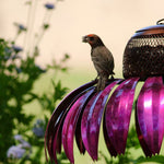 Squirrel Proof Coneflower Bird Feeder