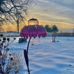 Squirrel Proof Coneflower Bird Feeder